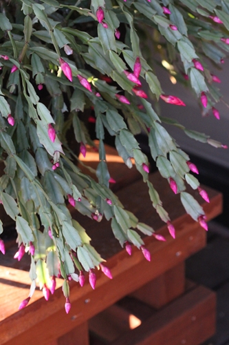 c0139168_18434531.jpg