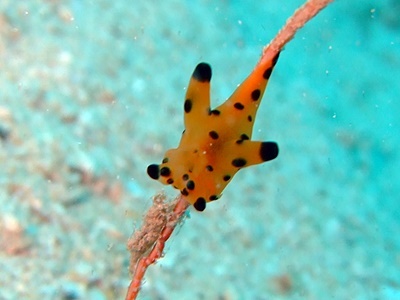 b0033573_21485936.jpg