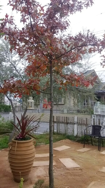 f0113108_08093858.jpg