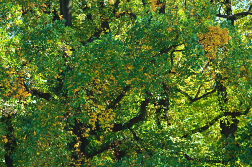 a0263109_10340120.jpg