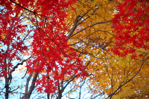 a0263109_11032257.jpg
