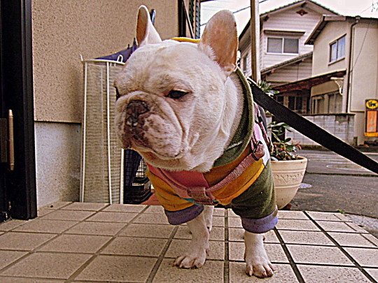 a0158613_14052449.jpg