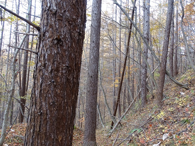 f0360815_15160655.jpg