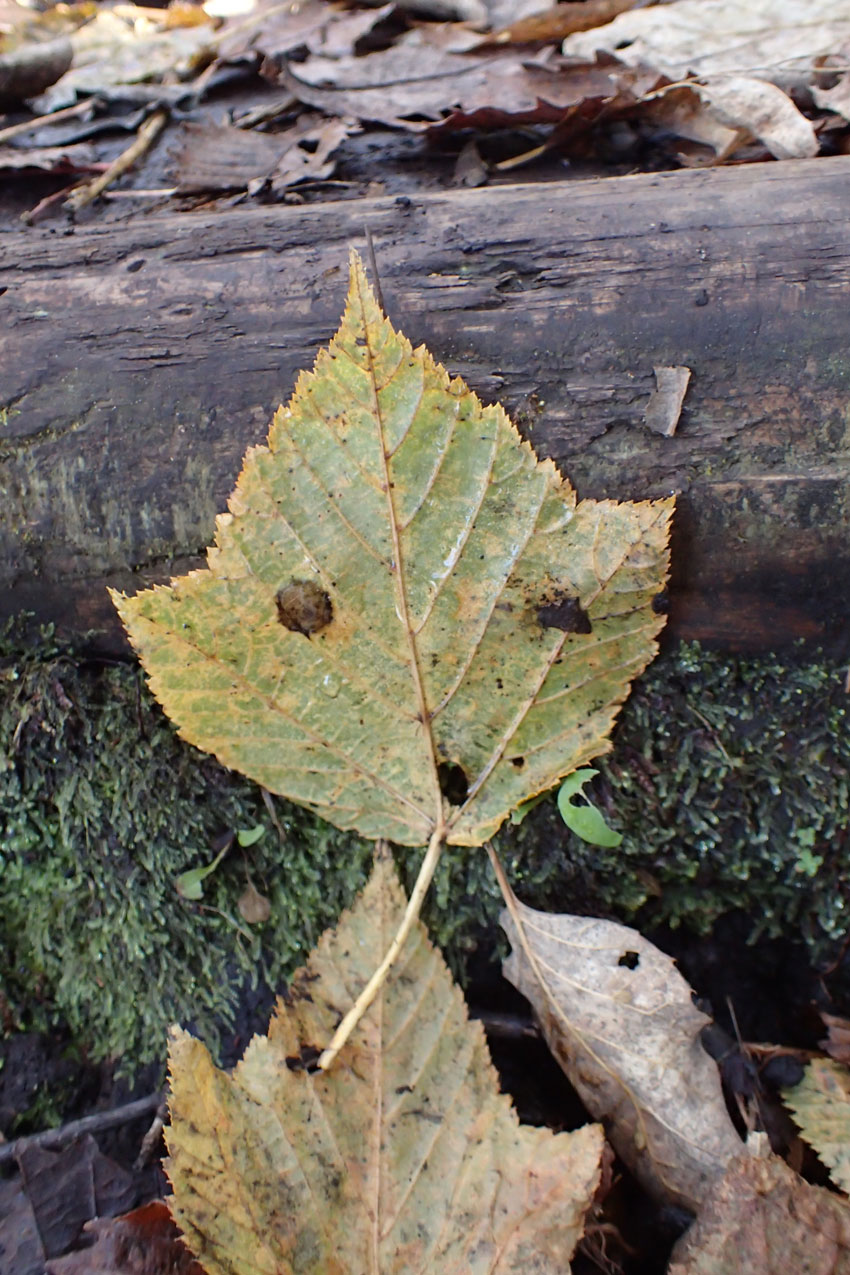 c0064025_0382884.jpg