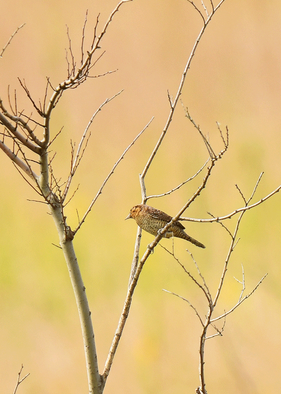 d0290240_20091458.gif