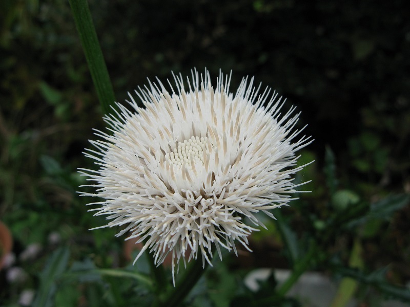 d0333943_618831.jpg
