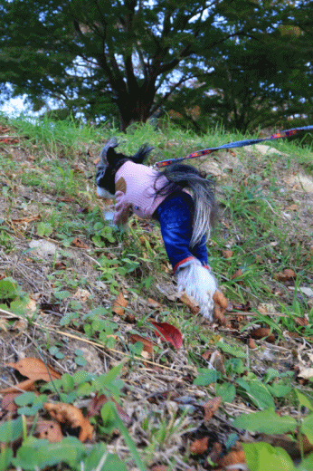 c0145250_10310834.gif