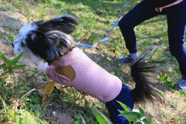 c0145250_10312798.gif