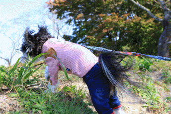 c0145250_10313423.gif