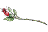 b0133752_14533475.gif