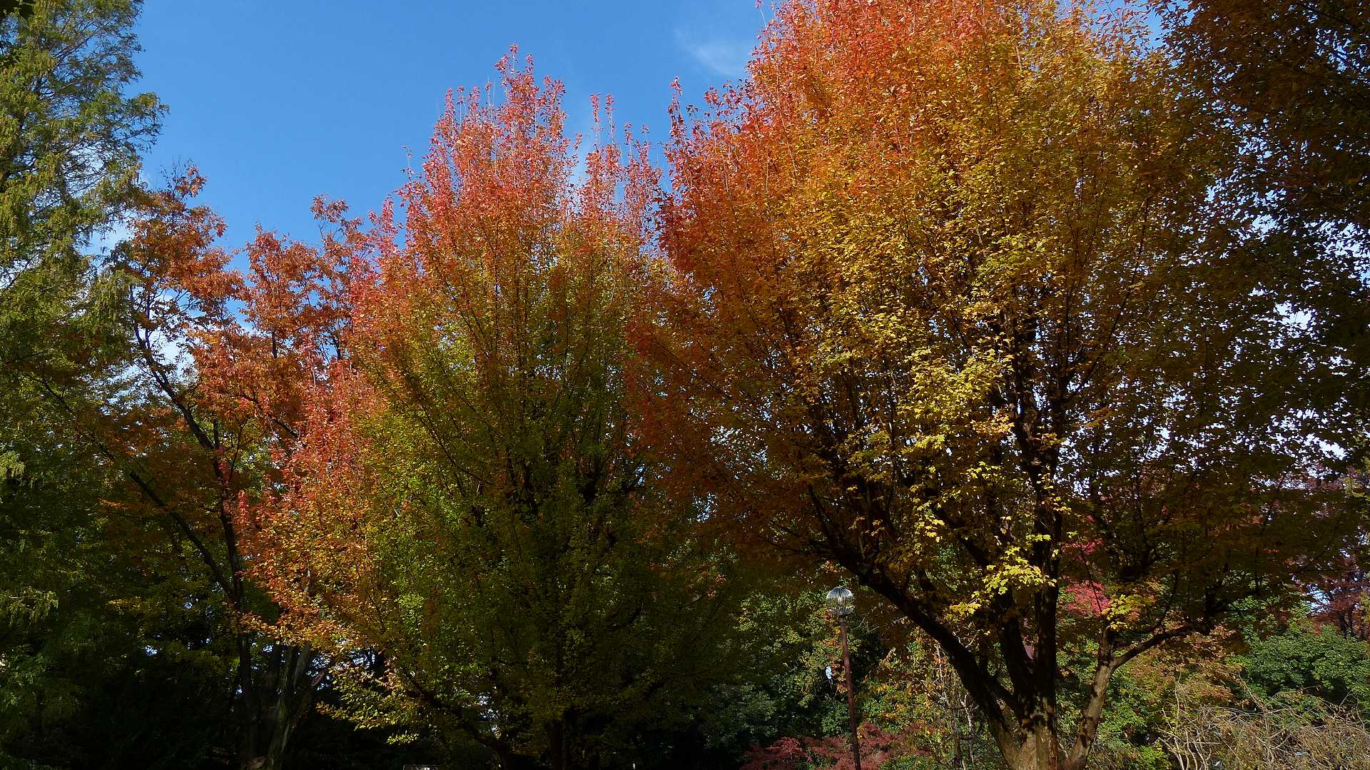 a0185081_165726.jpg