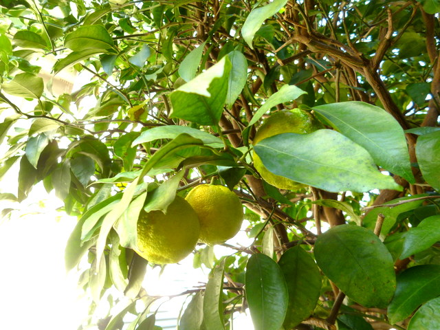 f0137694_8383278.jpg