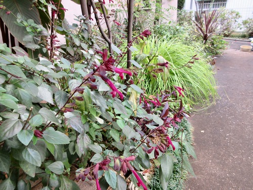 d0179410_15373948.jpg