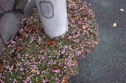 f0132230_1442542.jpg