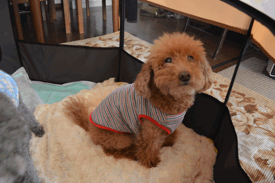 c0136736_16423875.gif