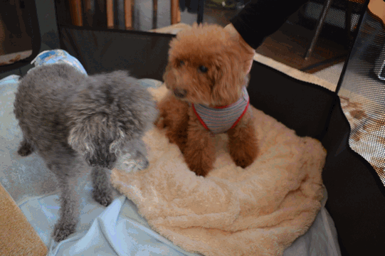 c0136736_16432442.gif