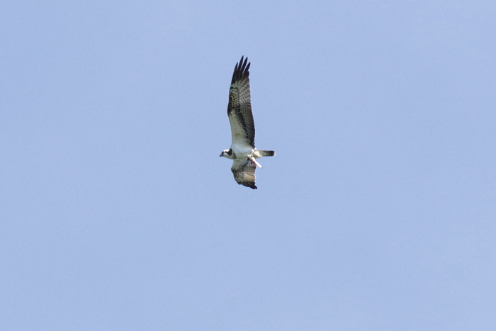 b0247838_115483.jpg