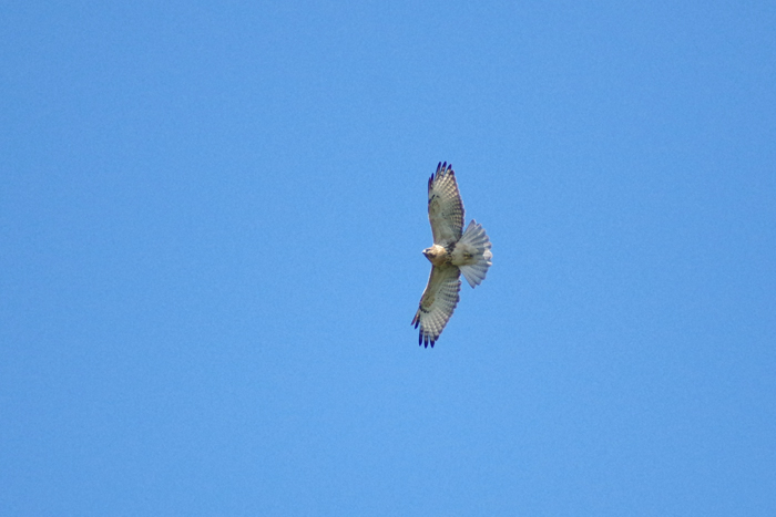 b0247838_1161359.jpg