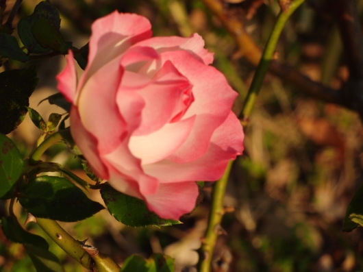 b0254548_21374262.jpg