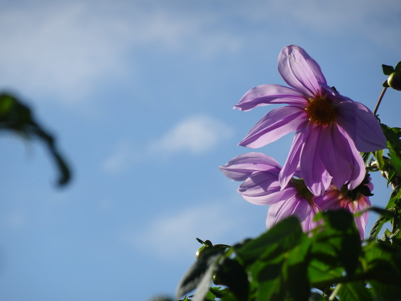 c0108460_15575929.jpg