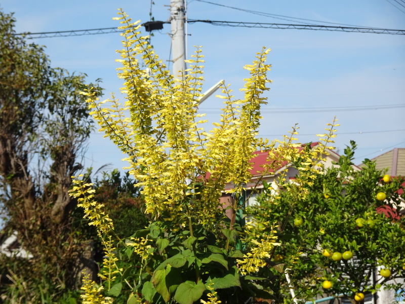 c0108460_16021949.jpg
