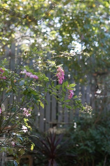 d0083761_20143136.jpg