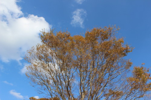 e0114977_11233163.jpg