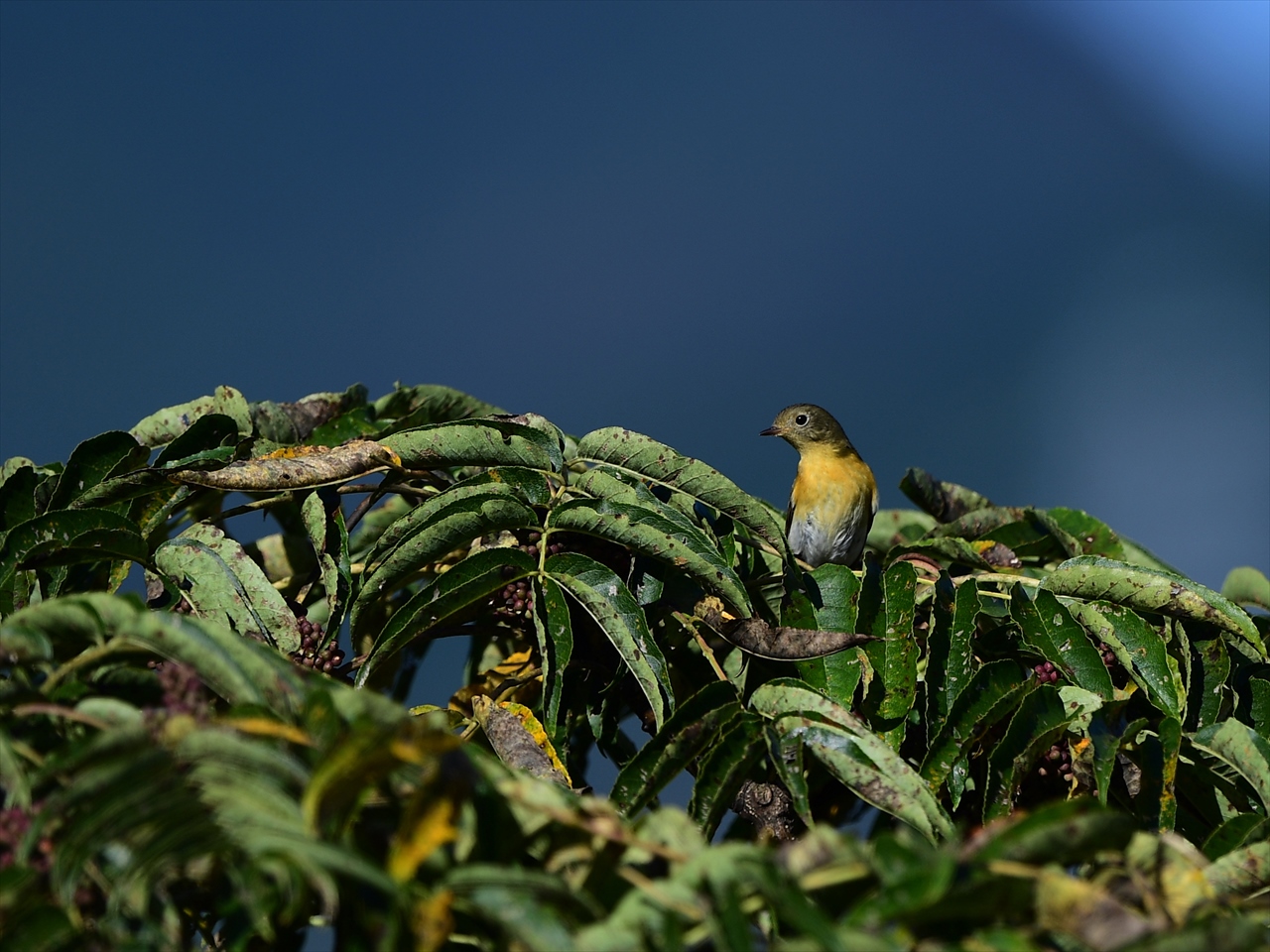 d0157380_1840873.jpg