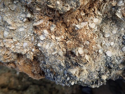f0338188_10552362.jpg