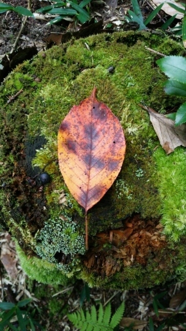 c0016208_18293044.jpg