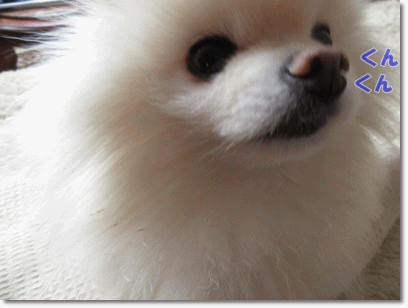 b0167519_16212617.gif