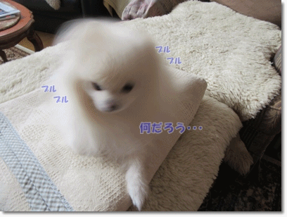 b0167519_16214560.gif