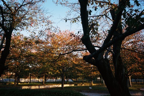 c0195272_17115981.jpg