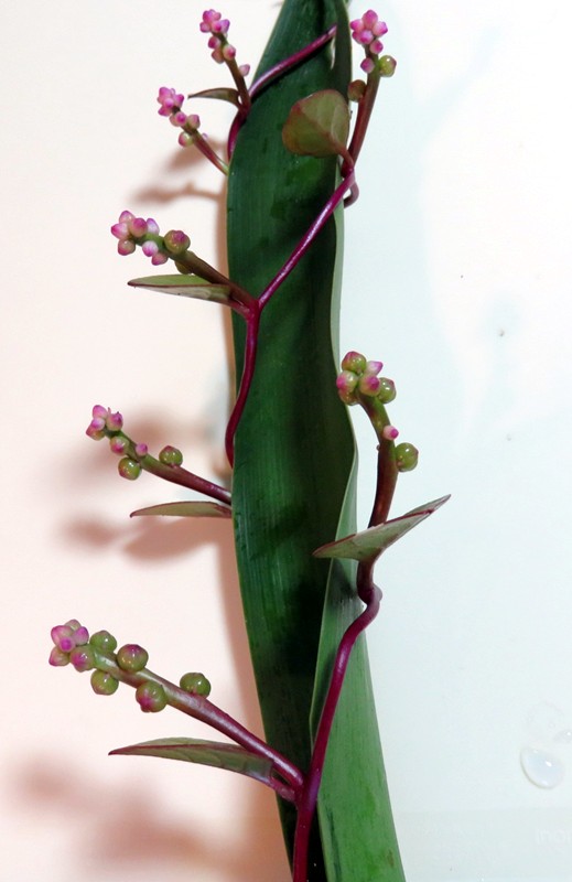 f0003174_13392645.jpg