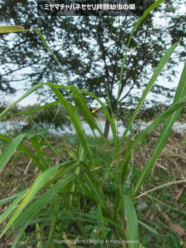 f0090680_17403539.jpg