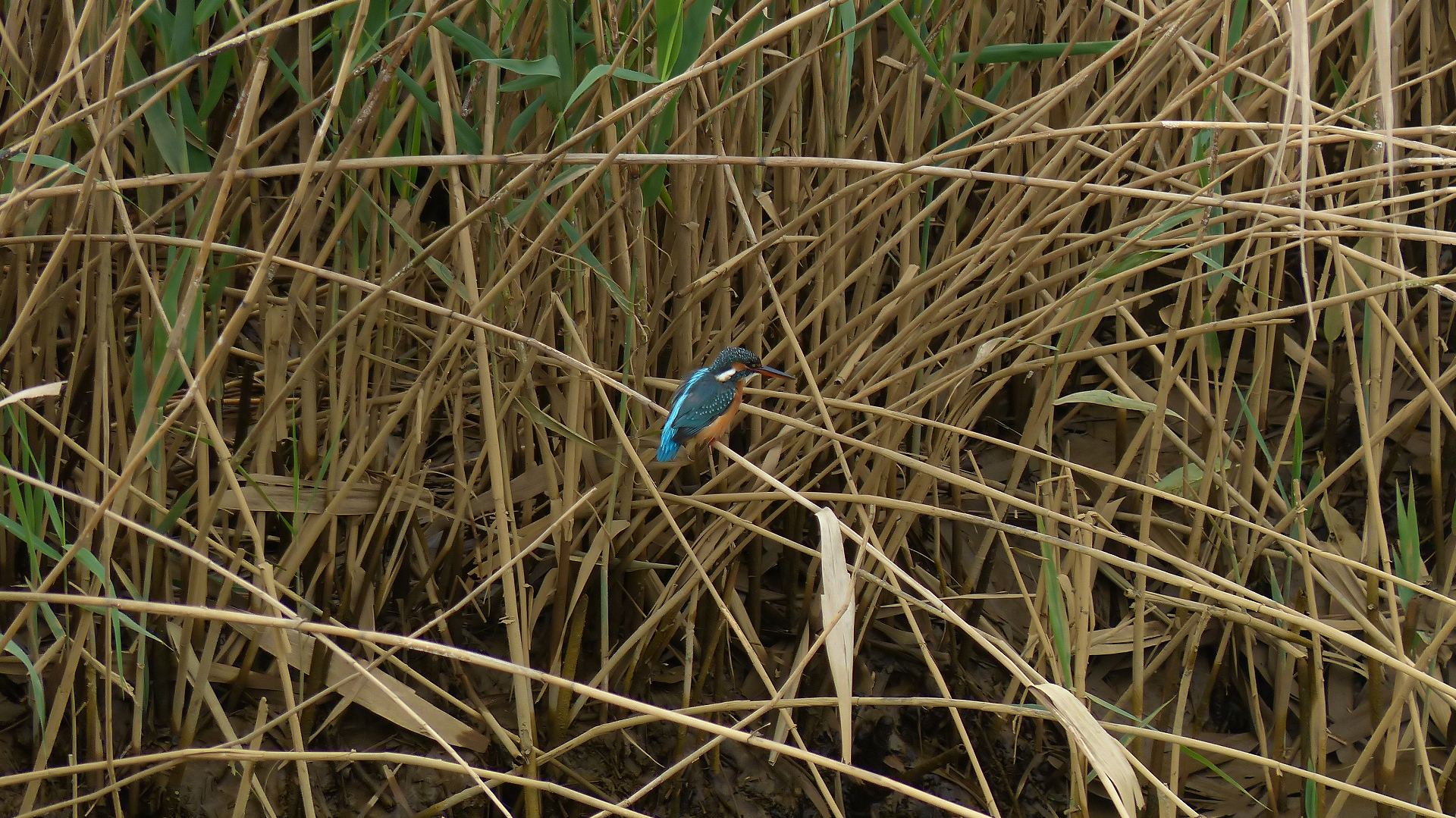 a0185081_9553060.jpg
