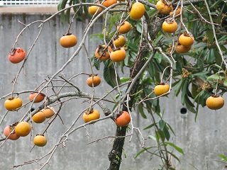 e0130185_16261539.jpg