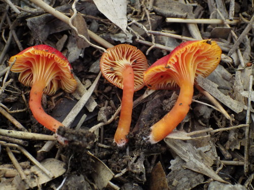 e0352220_10551146.jpg