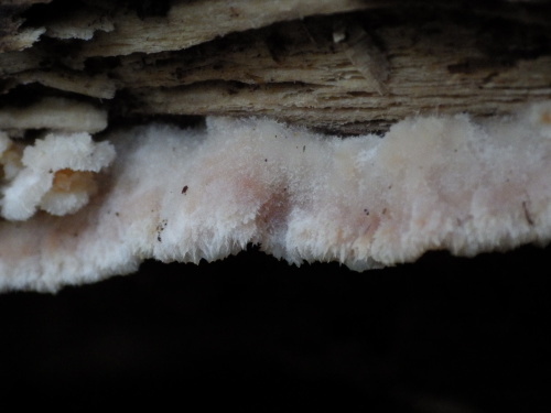 e0352220_11073588.jpg