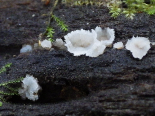 e0352220_11094965.jpg