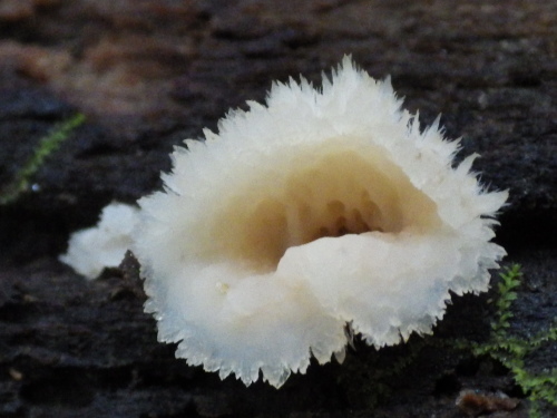 e0352220_11101897.jpg
