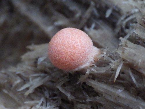 e0352220_11182576.jpg
