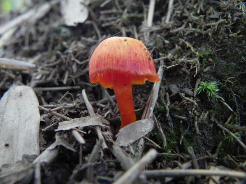 e0352220_11264151.jpg