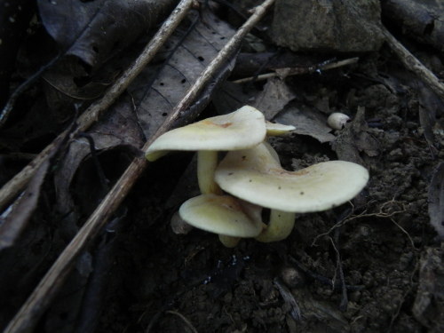e0352220_11311484.jpg