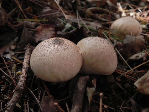 e0352220_11323431.jpg