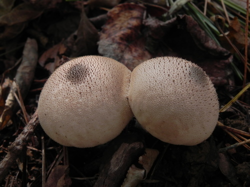 e0352220_11325888.jpg