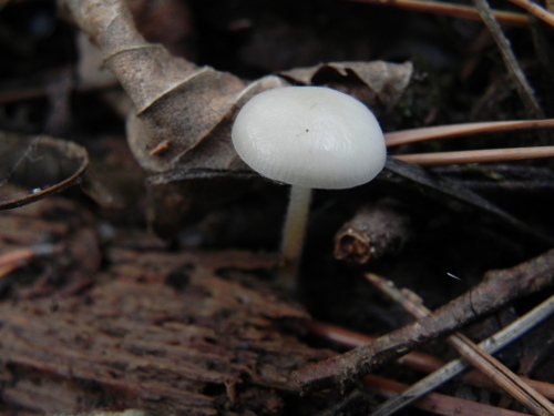 e0352220_11403230.jpg