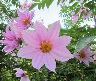b0177436_11394613.jpg