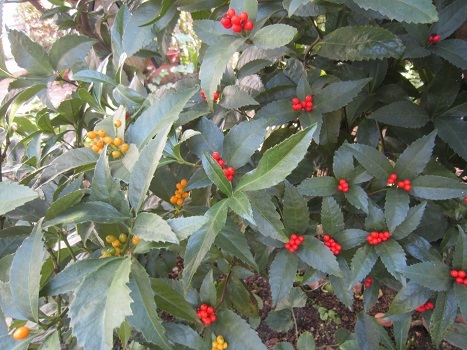 b0177436_11410922.jpg