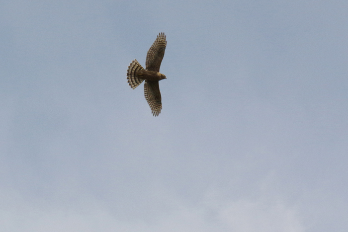 b0247838_11231751.jpg